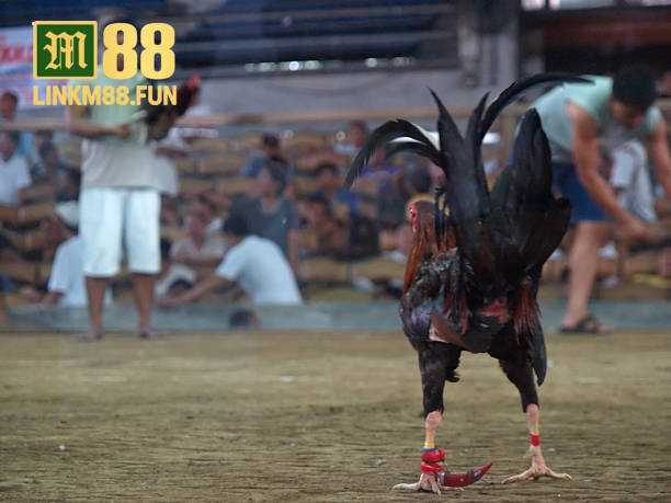 Cá cược đá gà link M88