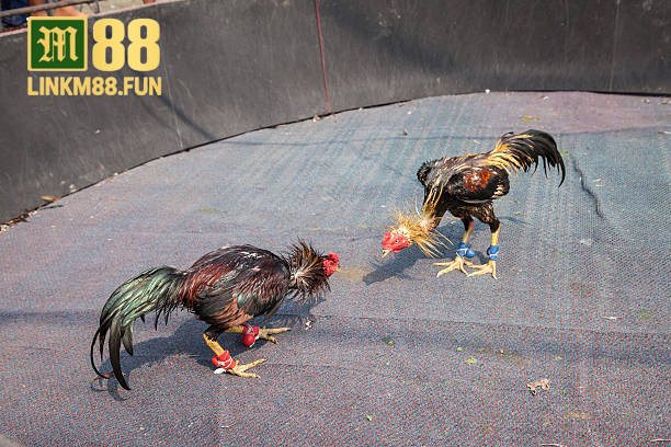 Cách đặt cược đá gà UFC thắng lớn