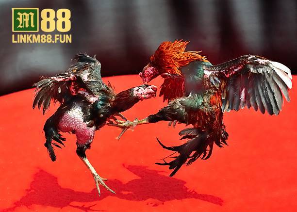 Đá gà UFC link M88 cược nhanh thắng lớn