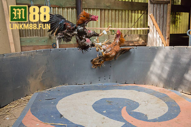 Đá gà cựa dao link M88