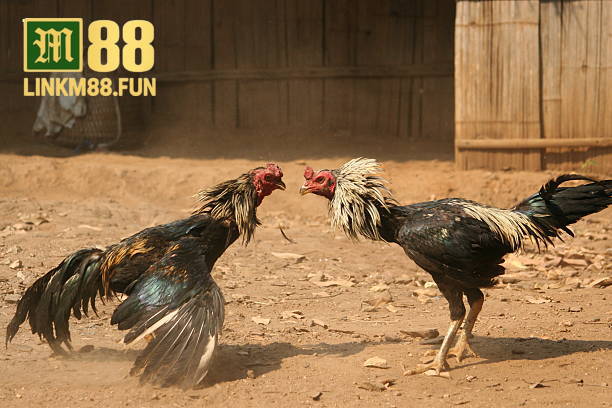 Trải nghiệm đá gà Thomo link M88