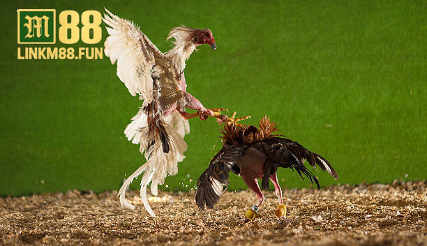 Trải nghiệm đá gà trực tuyến hấp dẫn