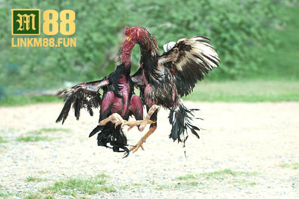 Trực tiếp đá gà hấp dẫn